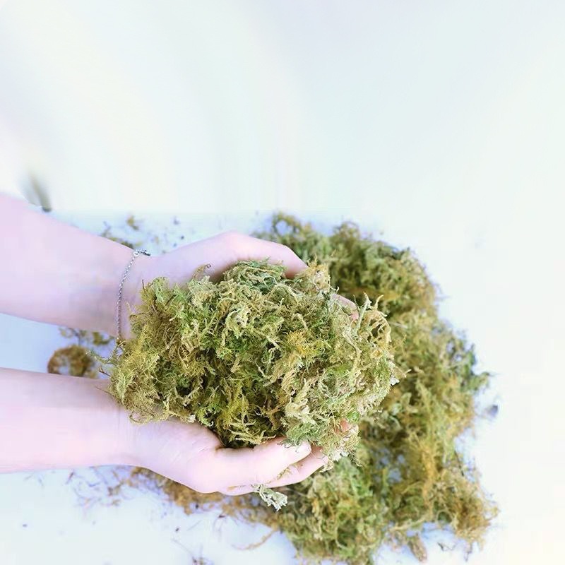 Natural Dried Moss Reptile Ter - Preserved Moss Sheet ulasan dan harga