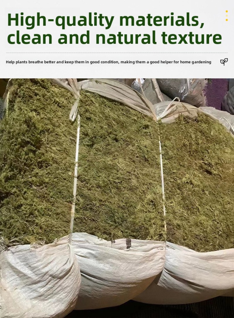 Natural Dried Moss Reptile Ter - Preserved Moss Sheet ulasan dan harga